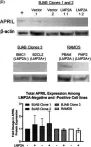 Fig.1.D showing Western Blotting in a Homo sapiens (Human) sample from the publication: The impact of Epstein-Barr virus latent membrane protein 2A on the production of B cell activating factor of the tumor necrosis factor family (BAFF), APRIL and their receptors.