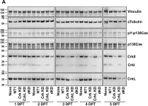 Fig.3.A showing Western Blotting from the publication: Quantitative assessment of glioblastoma phenotypes in vitro establishes cell migration as a robust readout of Crk and CrkL activity.