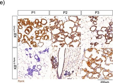 Fig.2.E showing Immunohistochemistry in a Mus musculus (House mouse) sample from the publication: Luminal Rank loss decreases cell fitness leading to basal cell bipotency in parous mammary glands.