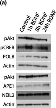 Fig.3.A showing Western Blotting in a Mus musculus (House mouse) sample from the publication: The role of aging and brain-derived neurotrophic factor signaling in expression of base excision repair genes in the human brain.