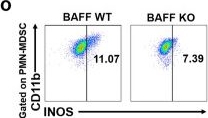 Fig.3.O showing Flow cytometry/Cell sorting in a Homo sapiens (Human) sample from the publication: Myeloid-derived suppressor cells cross-talk with B10 cells by BAFF/BAFF-R pathway to promote immunosuppression in cervical cancer.