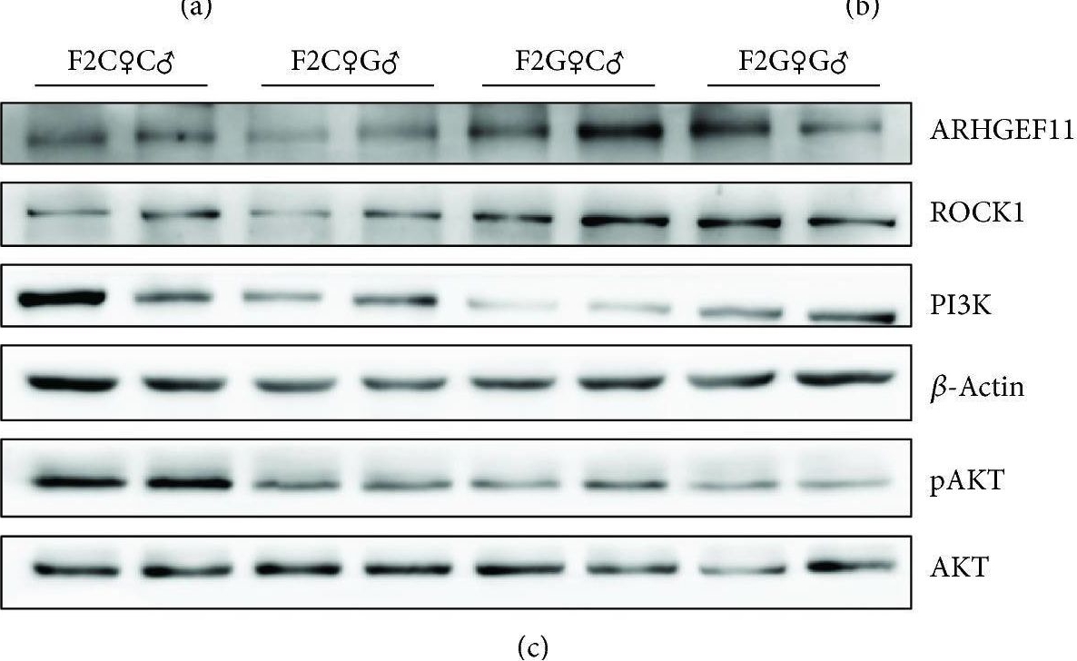 Fig.5.A showing Western Blotting from the publication: Transgenerational Obesity and Alteration of ARHGEF11 in the Rat Liver Induced by Intrauterine Hyperglycemia.