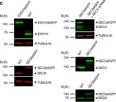 Fig.1.C showing Western Blotting in a Homo sapiens (Human) sample from the publication: Exocyst dynamics during vesicle tethering and fusion.