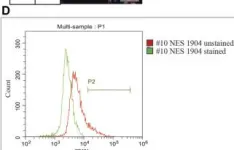 Fig.3.D showing Flow cytometry/Cell sorting in a Homo sapiens (Human) sample from the publication: Pre-clinical evaluation of clinically relevant iPS cell derived neuroepithelial stem cells as an off-the-shelf cell therapy for spinal cord injury.