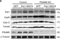 Fig.6.C showing Western Blotting from the publication: Mitochondrial phosphatase PGAM5 modulates cellular senescence by regulating mitochondrial dynamics.