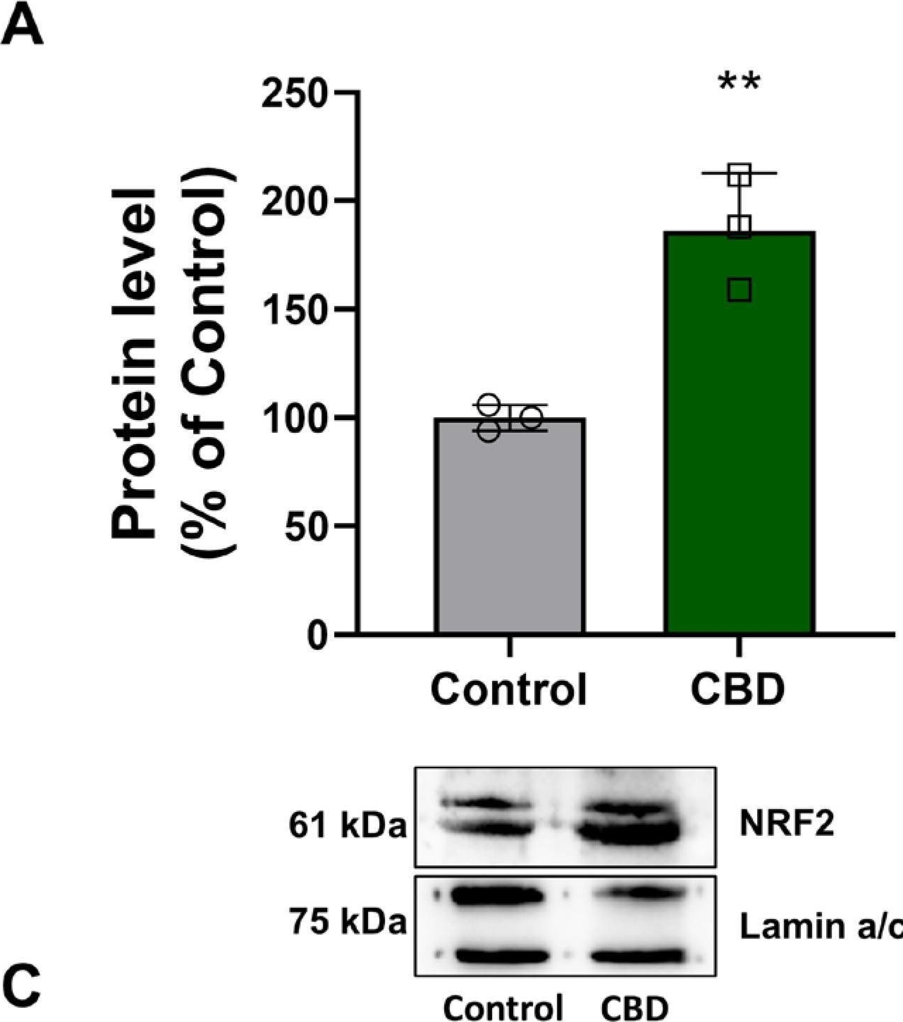 Fig.6.A showing Western Blotting from the publication: Exploring the Therapeutic Potential of Cannabidiol in U87MG Cells: Effects on Autophagy and NRF2 Pathway.