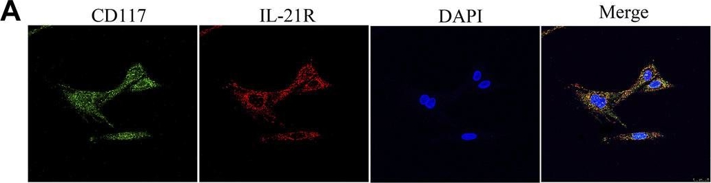 Fig.6.A showing Immunohistochemistry-immunofluorescence in a Rattus norvegicus (Rat) sample from the publication: Effects of Xiao Chengqi Formula on Slow Transit Constipation by Assessing Gut Microbiota and Metabolomics Analysis in vitro and in vivo.