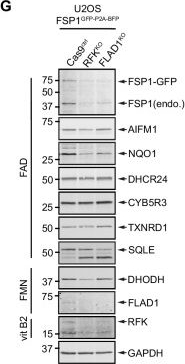 Fig.6.G showing Western Blotting in a Homo sapiens (Human) sample from the publication: Vitamin B2 metabolism promotes FSP1 stability to prevent ferroptosis.
