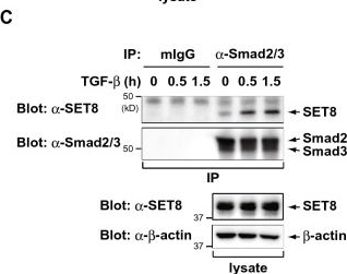 Fig.1.C showing Western Blotting in a Homo sapiens (Human) sample from the publication: SET8 is a novel negative regulator of TGF-β signaling in a methylation-independent manner.