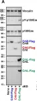 Fig.7.A showing Western Blotting from the publication: Quantitative assessment of glioblastoma phenotypes in vitro establishes cell migration as a robust readout of Crk and CrkL activity.