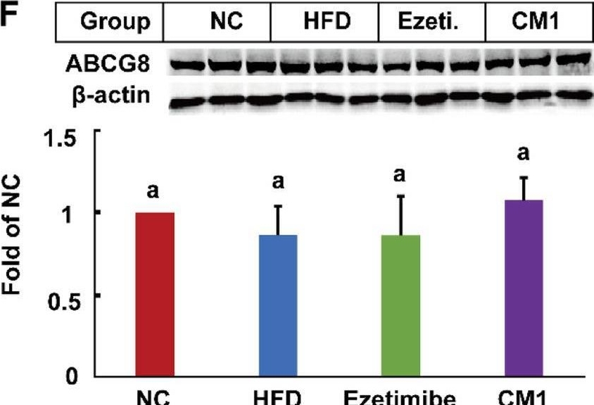 Fig.4.F showing Western Blotting from the publication: Polysaccharide CM1 from Cordyceps militaris hinders adipocyte differentiation and alleviates hyperlipidemia in LDLR(+/-) hamsters.