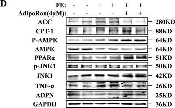 Fig.3.D showing Western Blotting in a Gallus gallus (Red junglefowl) sample from the publication: Adiponectin receptor agonist reduces broiler hepatic lipid deposition.