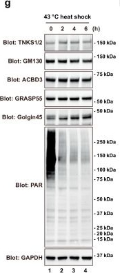 Fig.4.G showing Western Blotting in a Homo sapiens (Human) sample from the publication: SUMOylated Golgin45 associates with PML-NB to transcriptionally regulate lipid metabolism genes during heat shock stress.