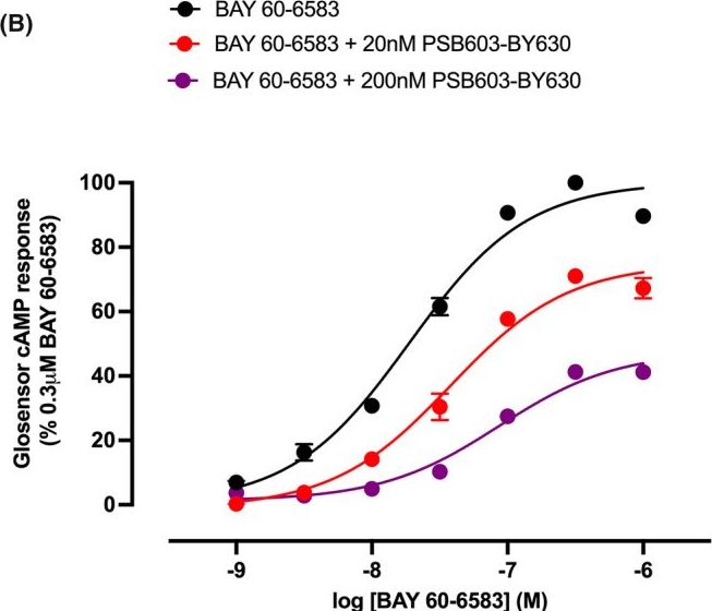 Fig.7.B from the publication: A novel and selective fluorescent ligand for the study of adenosine A2B receptors.