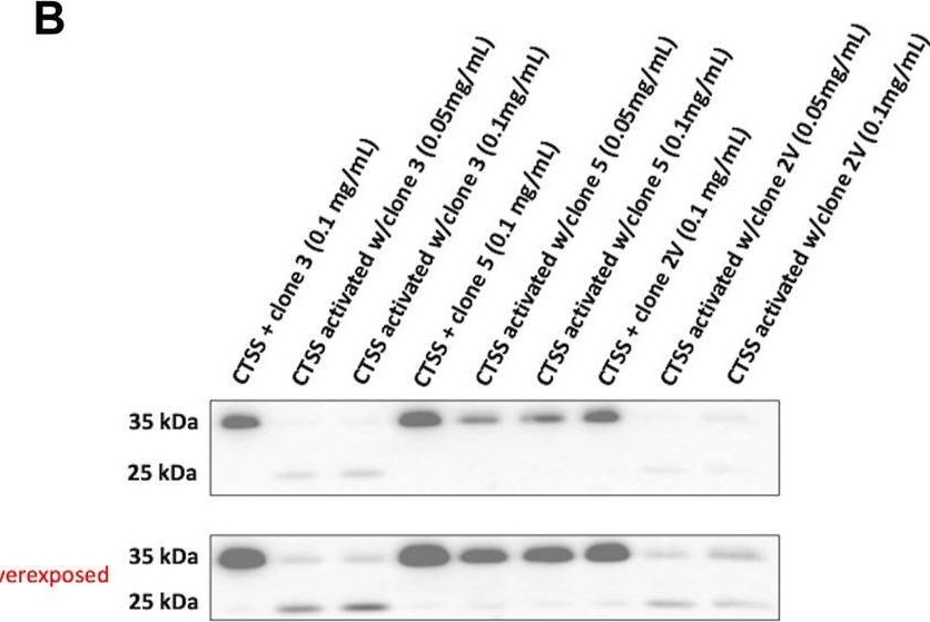 Fig.5.B showing Western Blotting from the publication: Evaluation of variable new antigen receptors (vNARs) as a novel cathepsin S (CTSS) targeting strategy.