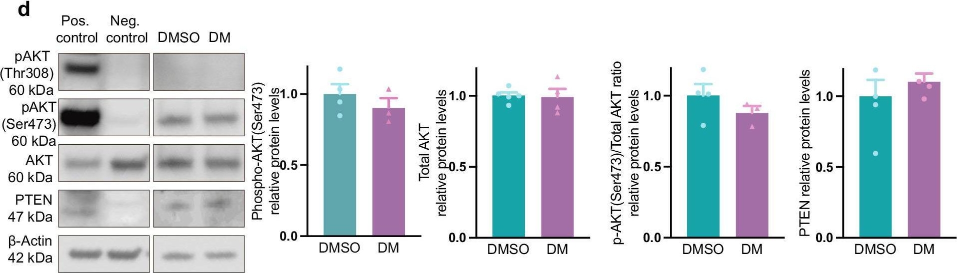 Fig.3.D showing Western Blotting from the publication: Dorsomorphin inhibits AMPK, upregulates Wnt and Foxo genes and promotes the activation of dormant follicles.