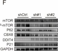 Fig.6.F showing Western Blotting in a Mus musculus (House mouse) sample from the publication: CBX8 suppresses autophagy-dependent senescence in colorectal cancer by modulating the mTOR signaling pathway.