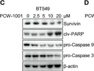 Fig.4.C showing Western Blotting in a Homo sapiens (Human) sample from the publication: PCW-1001, a Novel Pyrazole Derivative, Exerts Antitumor and Radio-Sensitizing Activities in Breast Cancer.