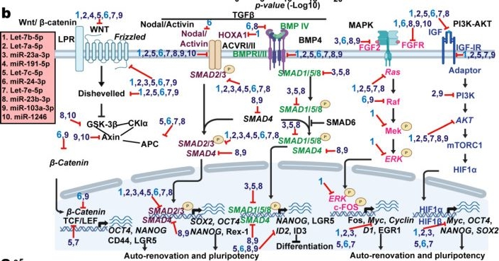Fig.3.B from the publication: MicroRNAs Let-7b-5p and miR-24-3p as Potential Therapeutic Agents Targeting Pancreatic Cancer Stem Cells.
