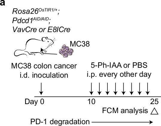 Fig.5.A from the publication: Cell-type specific, inducible and acute degradation of targeted protein in mice by two degron systems.