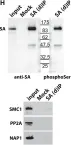 Fig.5.H showing Western Blotting from the publication: Histone chaperone NAP1 mediates sister chromatid resolution by counteracting protein phosphatase 2A.