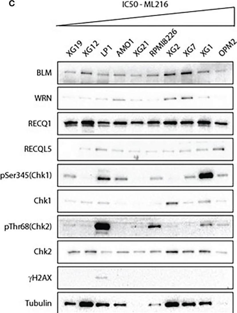 Fig.3.C showing Western Blotting from the publication: The BLM helicase is a new therapeutic target in multiple myeloma involved in replication stress survival and drug resistance.