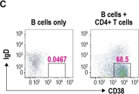 Fig.5.C showing Flow cytometry/Cell sorting in a Mus musculus (House mouse) sample from the publication: Discovery and characterization of potent IL-21 neutralizing antibodies via a novel alternating antigen immunization and humanization strategy.