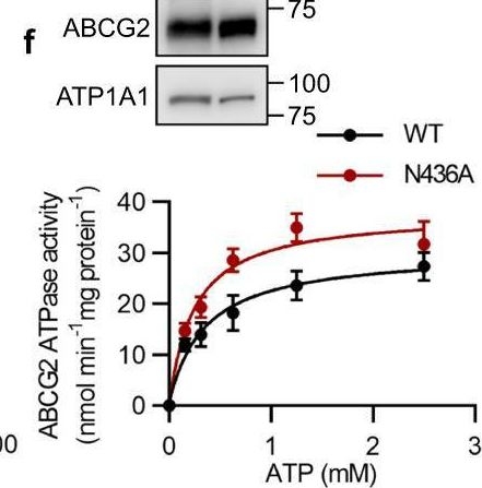 Fig.1.F showing Western Blotting from the publication: The net electrostatic potential and hydration of ABCG2 affect substrate transport.