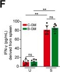 Fig.1.F showing Enzyme-linked immunosorbent assay from the publication: Investigating the role of baseline gut Akkermansia muciniphila and its co-metabolite palmitoleic acid in BCG vaccine efficacy: a preclinical study.