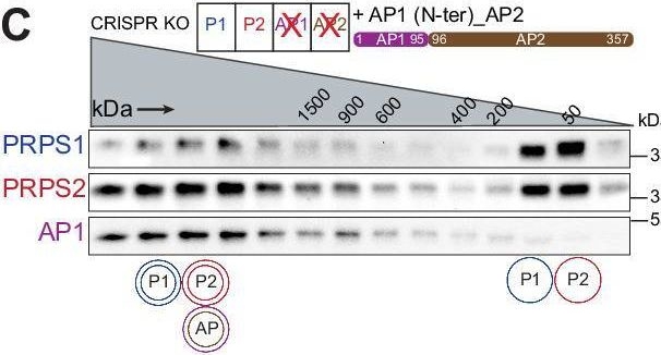 Fig.6.C showing Western Blotting from the publication: The role of gene duplication and paralog specialisation in the evolution of the mammalian PRPS complex.