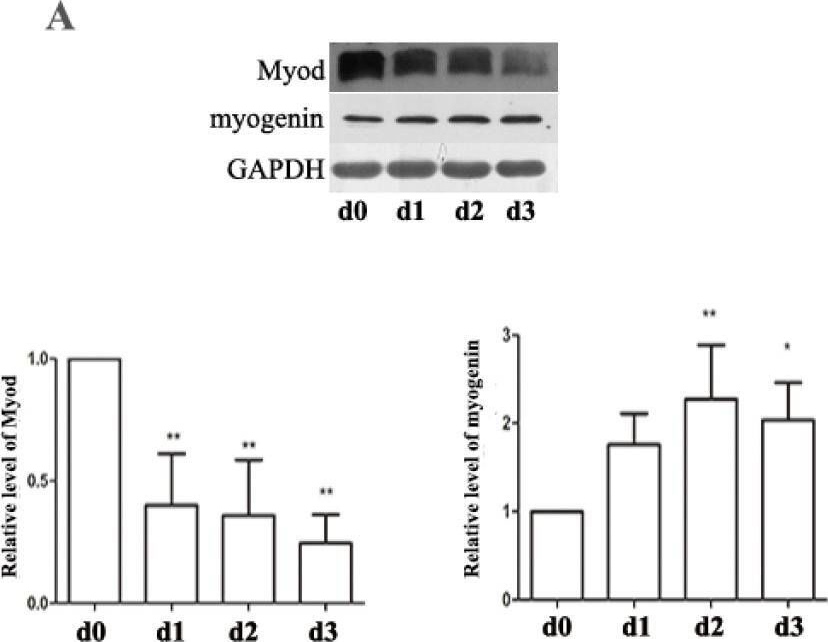Fig.5.A showing Western Blotting in a Rattus norvegicus (Rat) sample from the publication: Leucine Promotes Proliferation and Differentiation of Primary Preterm Rat Satellite Cells in Part through mTORC1 Signaling Pathway.