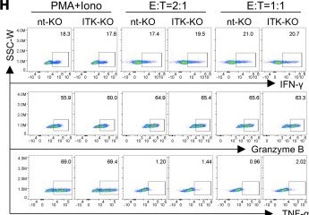 Fig.1.H showing Flow cytometry/Cell sorting from the publication: IL-2-inducible T cell kinase deficiency sustains chimeric antigen receptor T cell therapy against tumor cells.