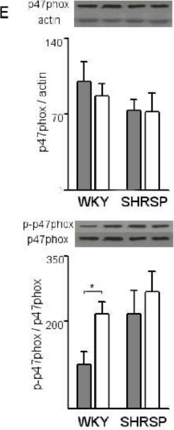 Fig.2.E showing Western Blotting in a Rattus norvegicus (Rat) sample from the publication: Placental Glycoredox Dysregulation Associated with Disease Progression in an Animal Model of Superimposed Preeclampsia.