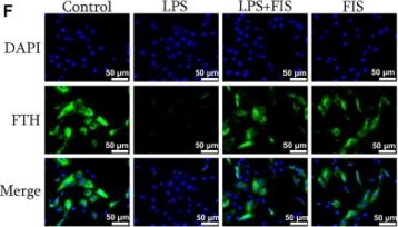 Fig.2.F showing Immunocytochemistry-immunofluorescence in a Homo sapiens (Human) sample from the publication: Fisetin alleviates lipopolysaccharide-induced mastitis by inhibiting ferroptosis and modulating the gut microbiota.