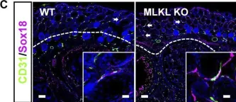 Fig.4.C showing Immunohistochemistry-immunofluorescence in a Mus musculus (House mouse) sample from the publication: Evidence for developmental vascular-associated necroptosis and its contribution to venous-lymphatic endothelial differentiation.