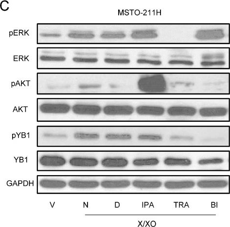 Fig.5.C showing Western Blotting from the publication: Reactive Oxygen Species Drive Cell Migration and PD-L1 Expression via YB-1 Phosphorylation in Pleural Mesothelioma.