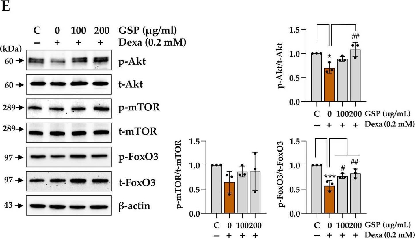 Fig.5.E showing Western Blotting in a Mus musculus (House mouse) sample from the publication: Ethanolic Extract of Glycine Semen Preparata Prevents Oxidative Stress-Induced Muscle Damage in C2C12 Cells and Alleviates Dexamethasone-Induced Muscle Atrophy and Weakness in Experimental Mice.