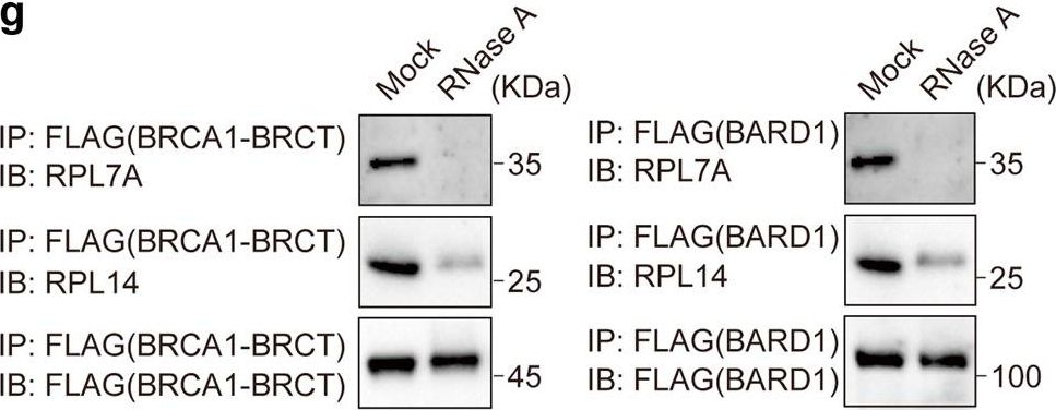 Fig.3.G showing Western Blotting from the publication: The BRCA1/BARD1 complex recognizes pre-ribosomal RNA to facilitate homologous recombination.