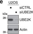 Fig.3.E showing Western Blotting in a Homo sapiens (Human) sample from the publication: Concerted SUMO-targeted ubiquitin ligase activities of TOPORS and RNF4 are essential for stress management and cell proliferation.