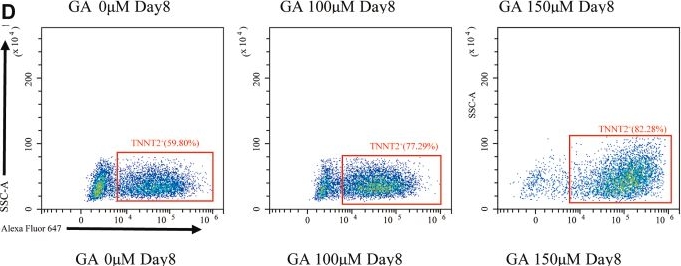 Fig.4.D showing Flow cytometry/Cell sorting in a Homo sapiens (Human) sample from the publication: Ginkgolide A enhances cardiomyocyte differentiation from pluripotent stem cells by targeting cytochrome c to attenuate intrinsic apoptosis.