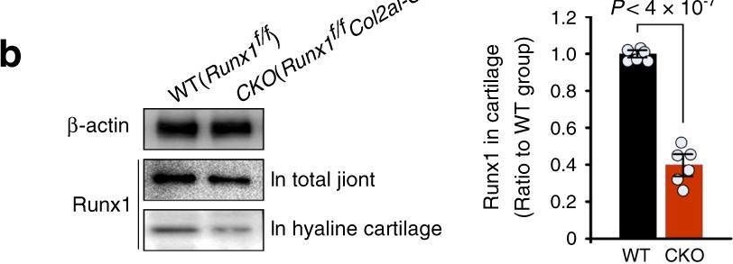 Omim Runx1 runx1 antibodies - Antibody search engine - CiteAb