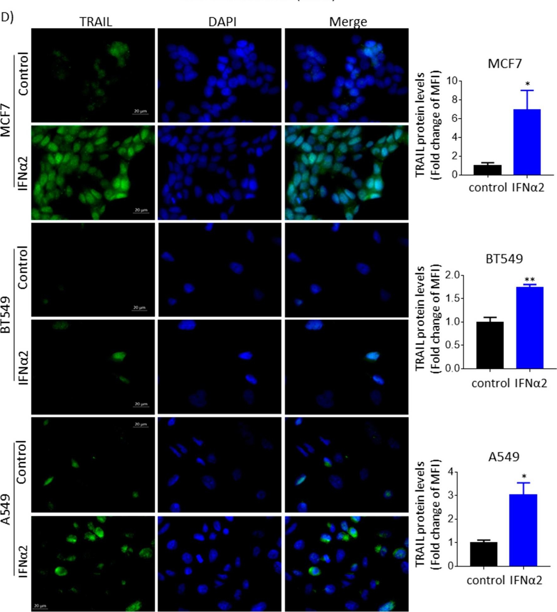 Fig.1.D showing Immunocytochemistry-immunofluorescence from the publication: Enhancer Clusters Drive Type I Interferon-Induced TRAIL Overexpression in Cancer, and Its Intracellular Protein Accumulation Fails to Induce Apoptosis.