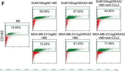 Fig.7.F showing Flow cytometry/Cell sorting in a Homo sapiens (Human) sample from the publication: eNAMPT/Ac-STAT3/DIRAS2 Axis Promotes Development and Cancer Stemness in Triple-Negative Breast Cancer by Enhancing Cytokine Crosstalk Between Tumor-Associated Macrophages and Cancer Cells.