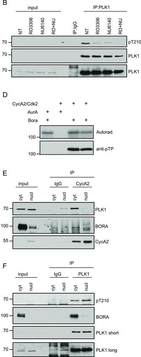 Fig.3.B,D,E,F showing Western Blotting in a Homo sapiens (Human) sample from the publication: Cyclin A2 localises in the cytoplasm at the S/G2 transition to activate PLK1.