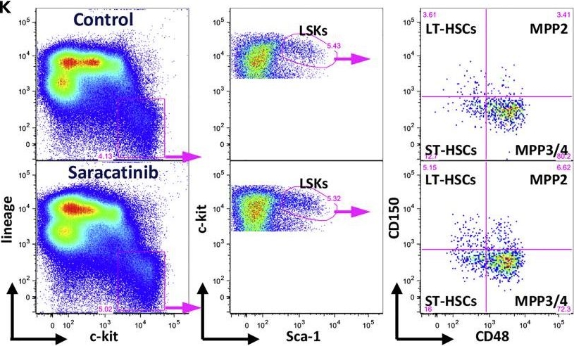Fig.3.K showing Flow cytometry/Cell sorting in a Homo sapiens (Human) sample from the publication: Inhibition of SRC-mediated integrin signaling in bone marrow niche enhances hematopoietic stem cell function.
