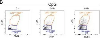Fig.6.B showing Flow cytometry/Cell sorting from the publication: Inflammatory monocytes regulate Th1 oriented immunity to CpG adjuvanted protein vaccines through production of IL-12.
