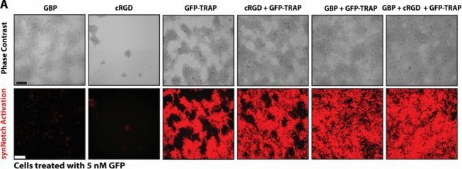 Fig.2.A from the publication: Templated Pluripotent Stem Cell Differentiation via Substratum-Guided Artificial Signaling.