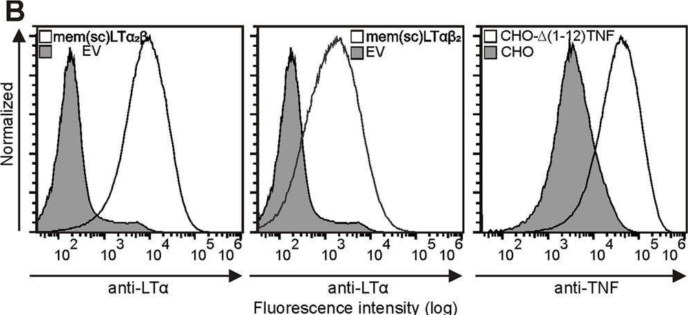 Fig.4.B showing Flow cytometry/Cell sorting in a Homo sapiens (Human) sample from the publication: Membrane lymphotoxin-α2β is a novel tumor necrosis factor (TNF) receptor 2 (TNFR2) agonist.
