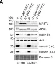 Fig.2.A showing Western Blotting in a Homo sapiens (Human) sample from the publication: MASTL promotes cyclin B1 destruction by enforcing Cdc20-independent binding of cyclin B1 to the APC/C.