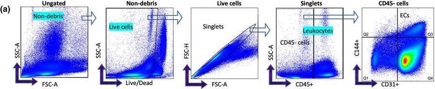 Fig.2.A showing Flow cytometry/Cell sorting from the publication: Innovative assessment of lipid-induced oxidative stress and inflammation in harvested human endothelial cells.